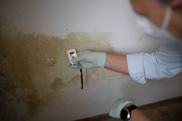 Best Mold Removal Process  in West Berlin, NJ
