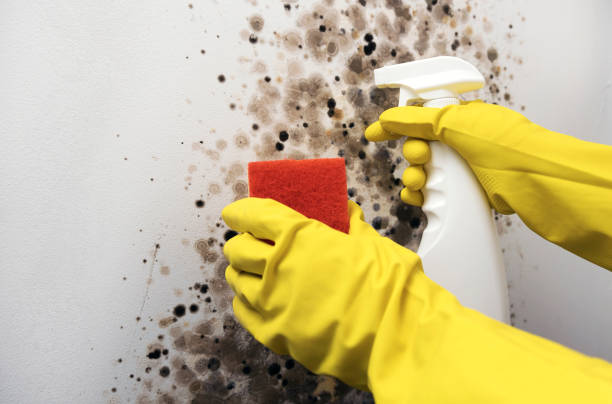 Best Commercial Mold Removal  in West Berlin, NJ